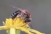 Andrena sp.